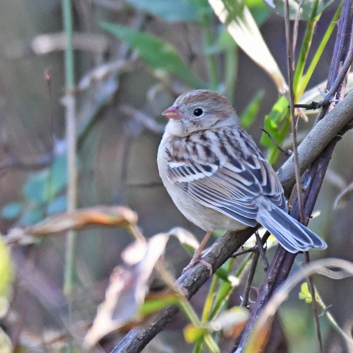 Field Sparrow - Laura  Wolf