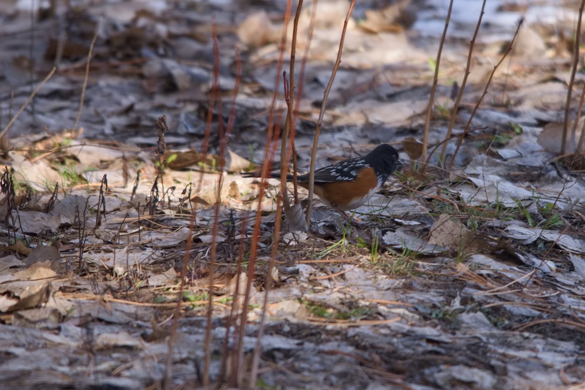 Spotted Towhee - ML615833973