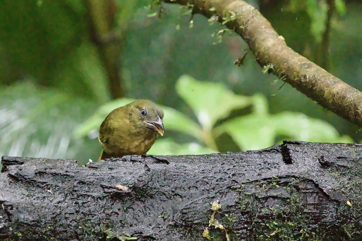 Ochre-breasted Tanager - ML615834033