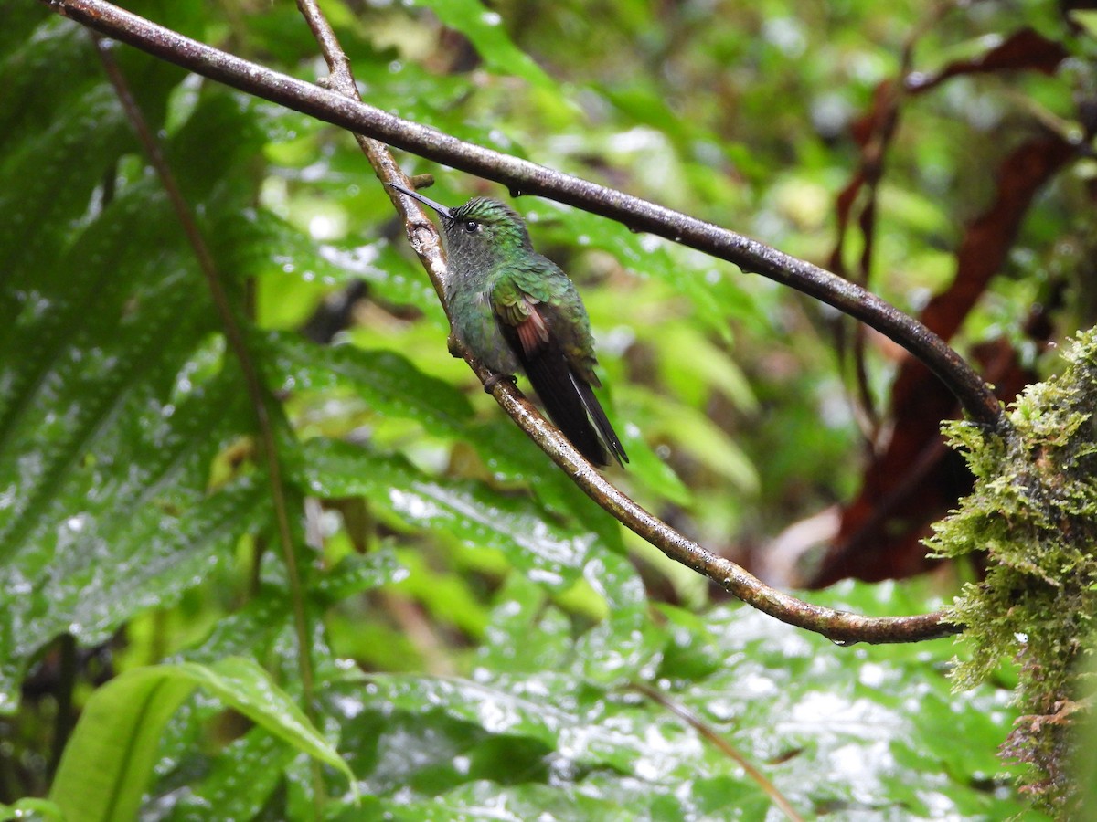 Stripe-tailed Hummingbird - ML615834045