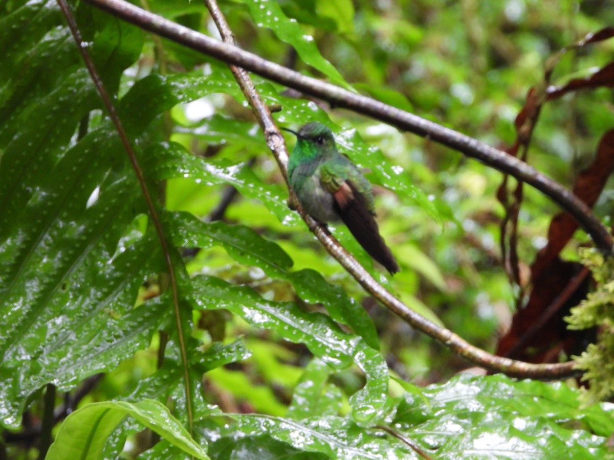 Stripe-tailed Hummingbird - ML615834046
