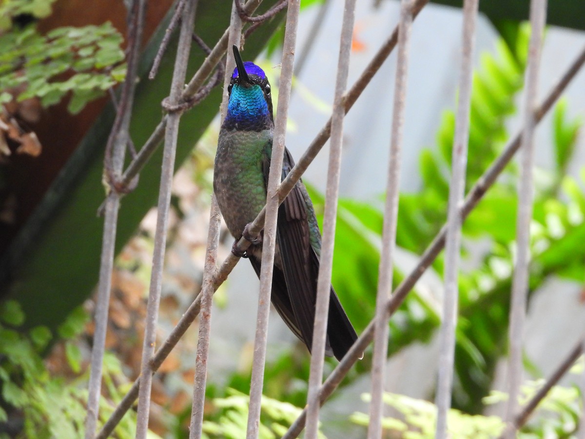Talamanca Hummingbird - ML615834070