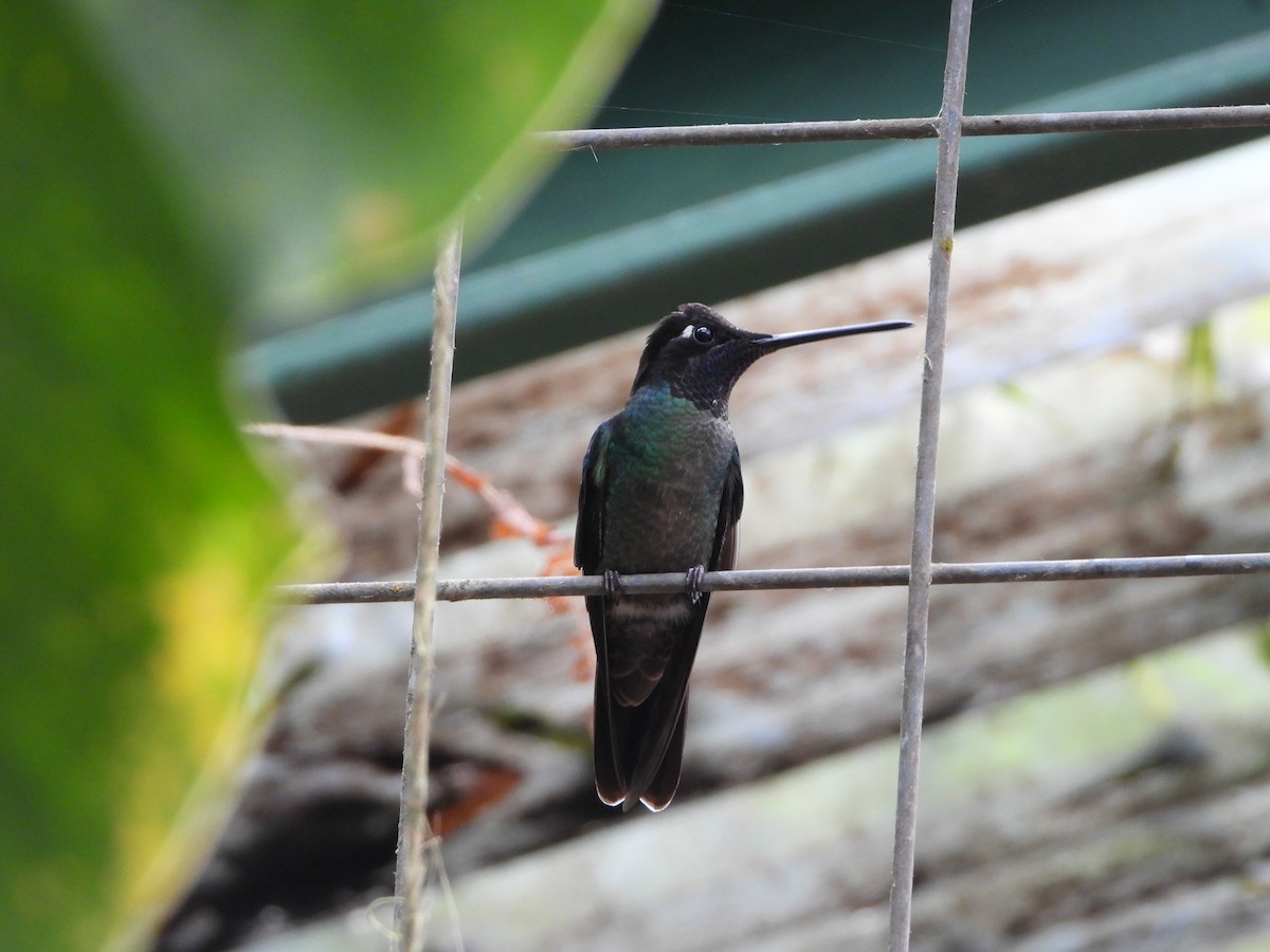 Talamanca Hummingbird - ML615834072