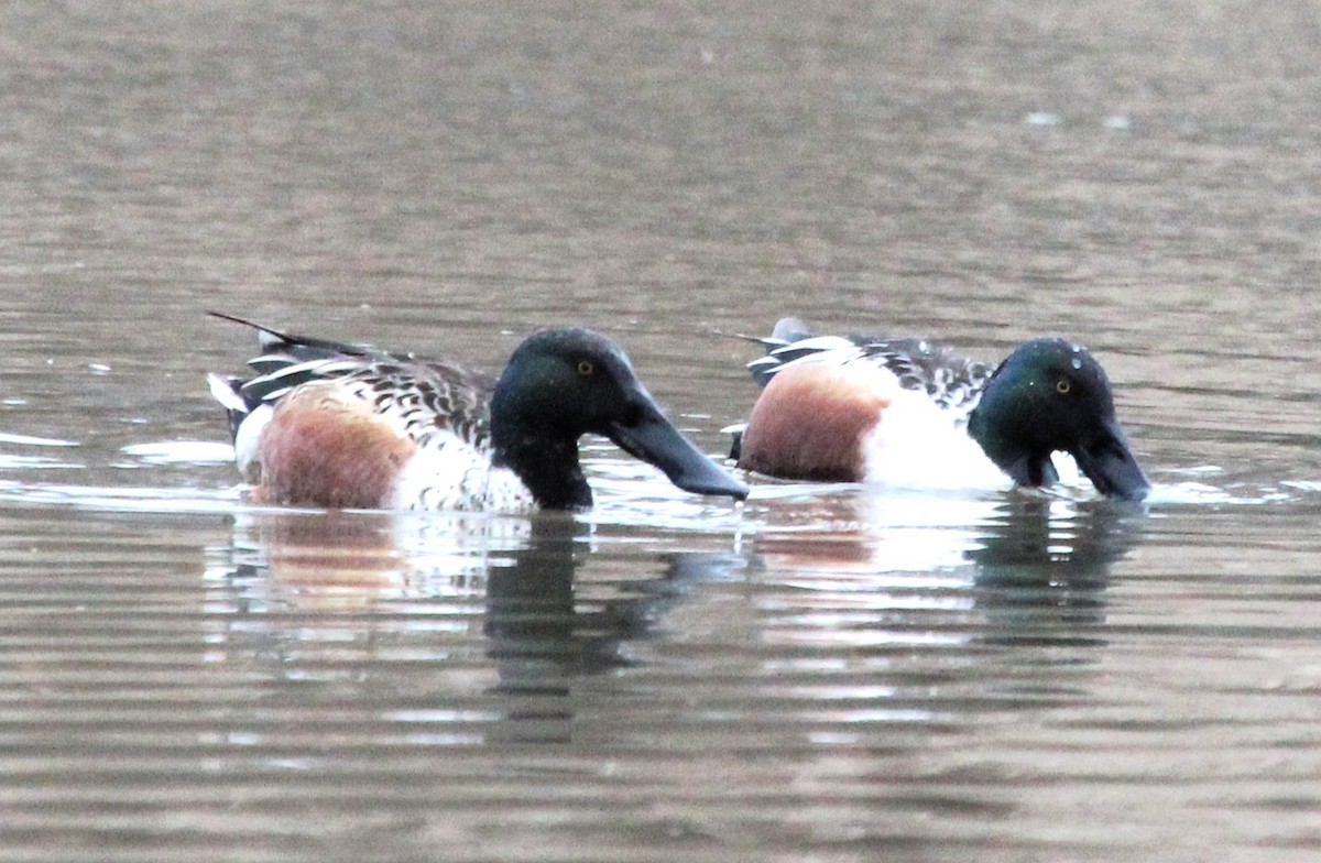 Pennsylvania Bird Atlas Checklist - 9 Mar 2024 - Canonsburg Lake - 17 ...