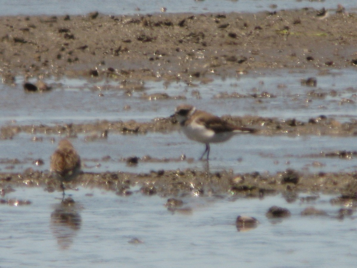 Semipalmated Plover - ML61583411