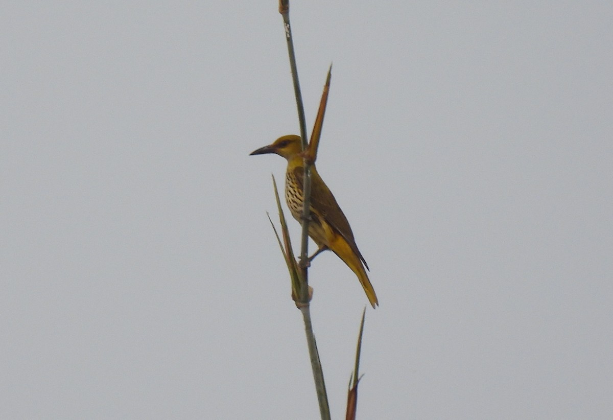 Indian Golden Oriole - ML615834214