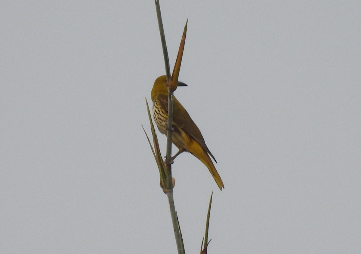 Indian Golden Oriole - ML615834215