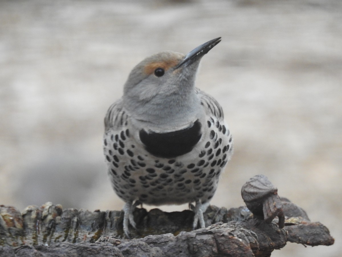 Northern Flicker (Red-shafted) - ML615834286