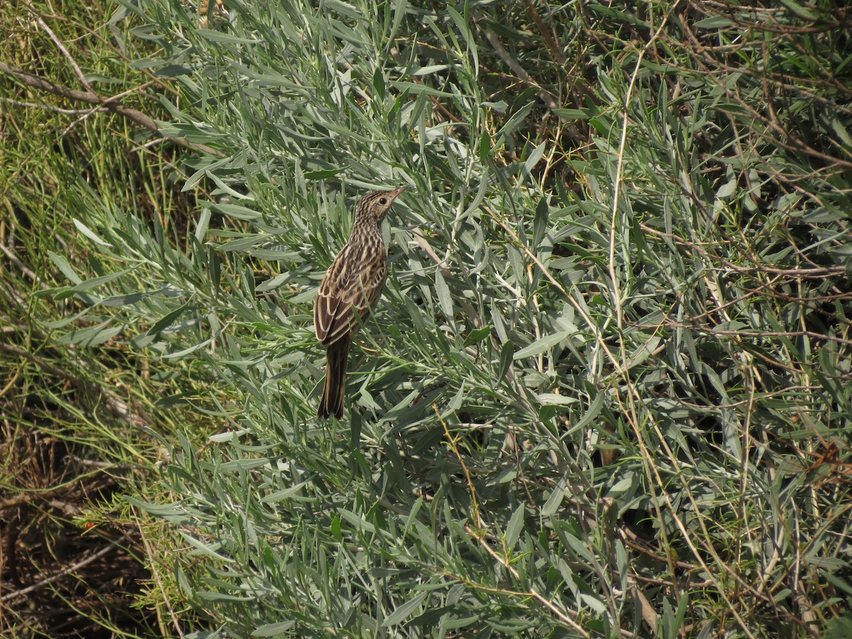pipit sp. - ML615834354