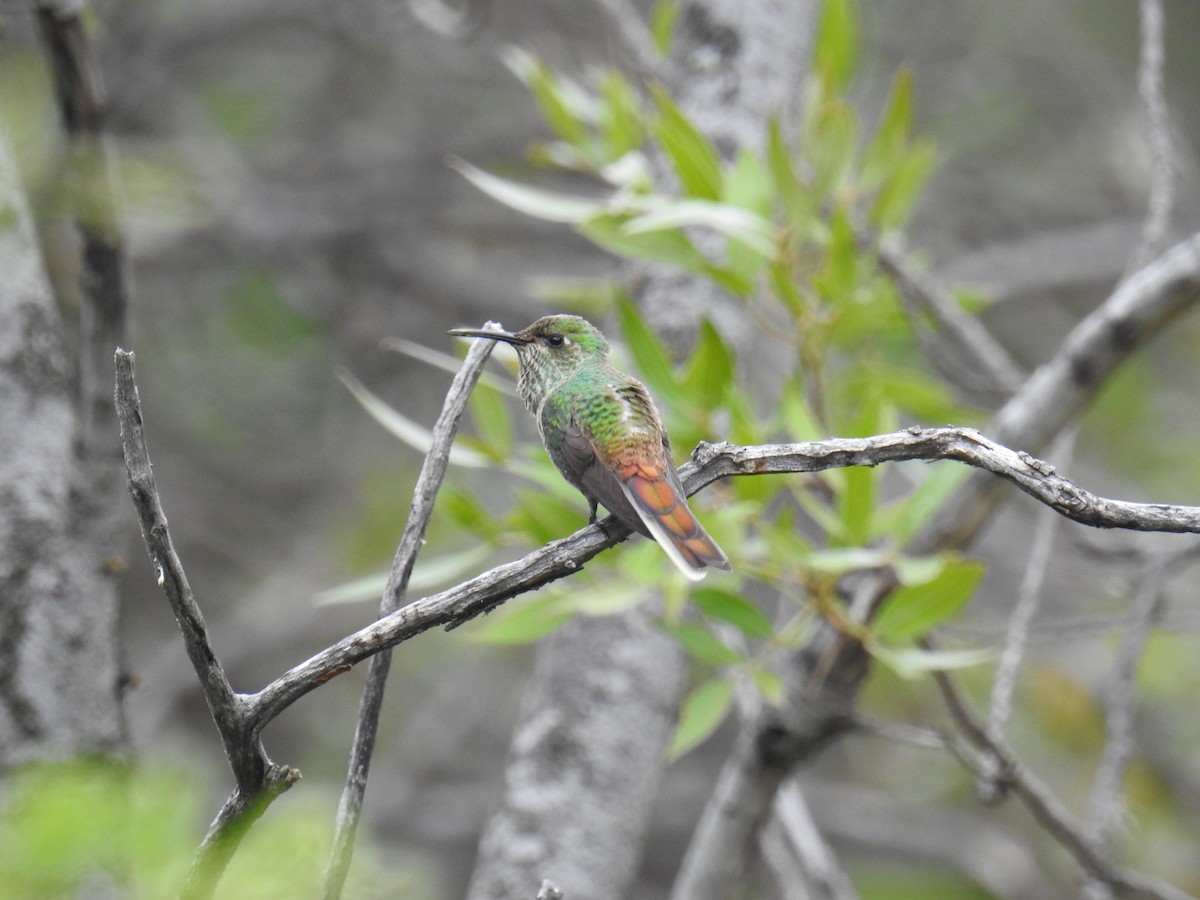 Red-tailed Comet - ML615834379