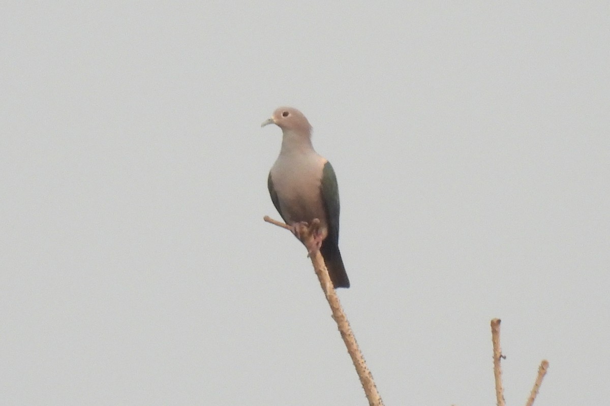 Green Imperial-Pigeon - ML615834419