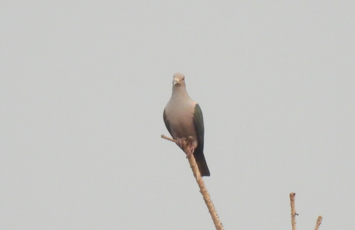 Green Imperial-Pigeon - ML615834420