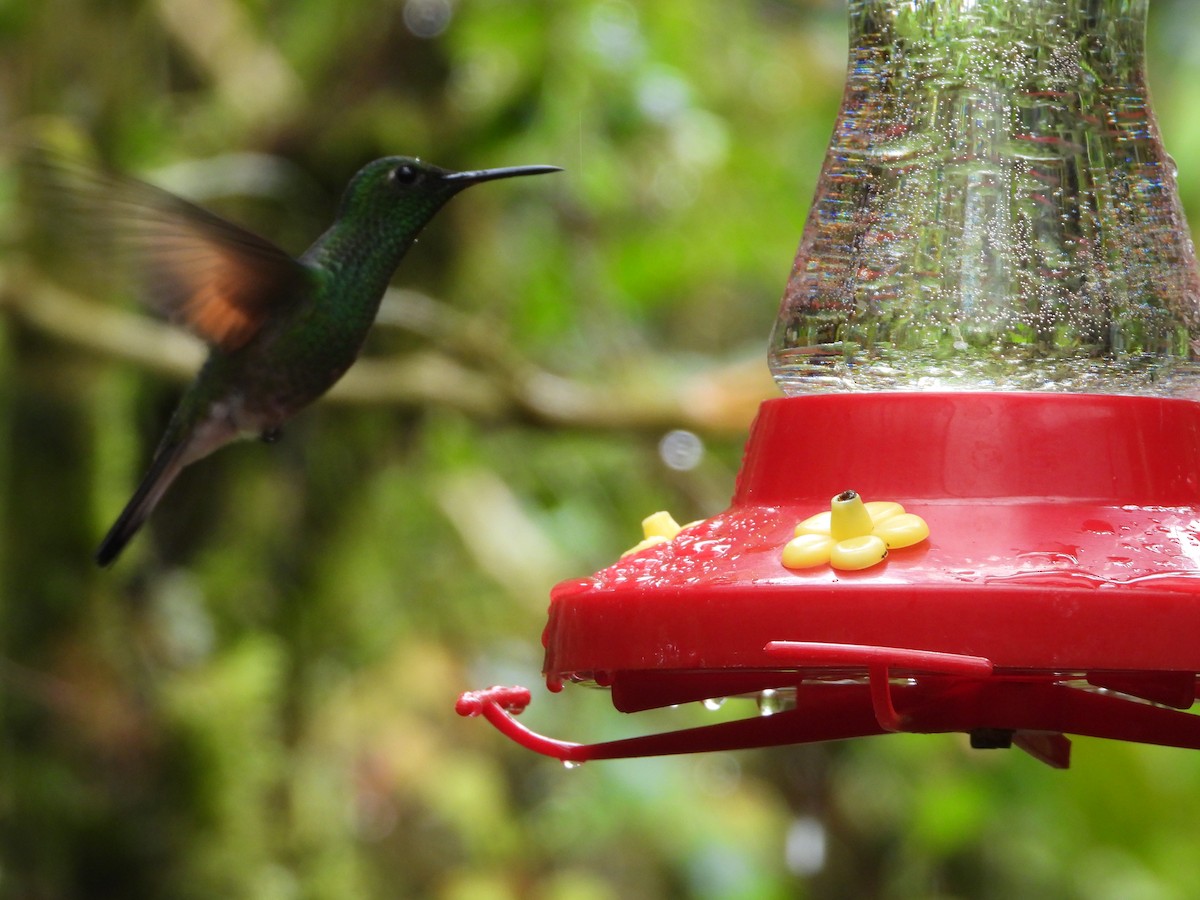 Stripe-tailed Hummingbird - ML615834445