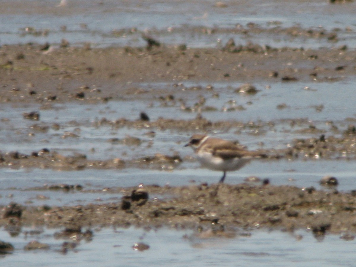 Semipalmated Plover - ML61583451