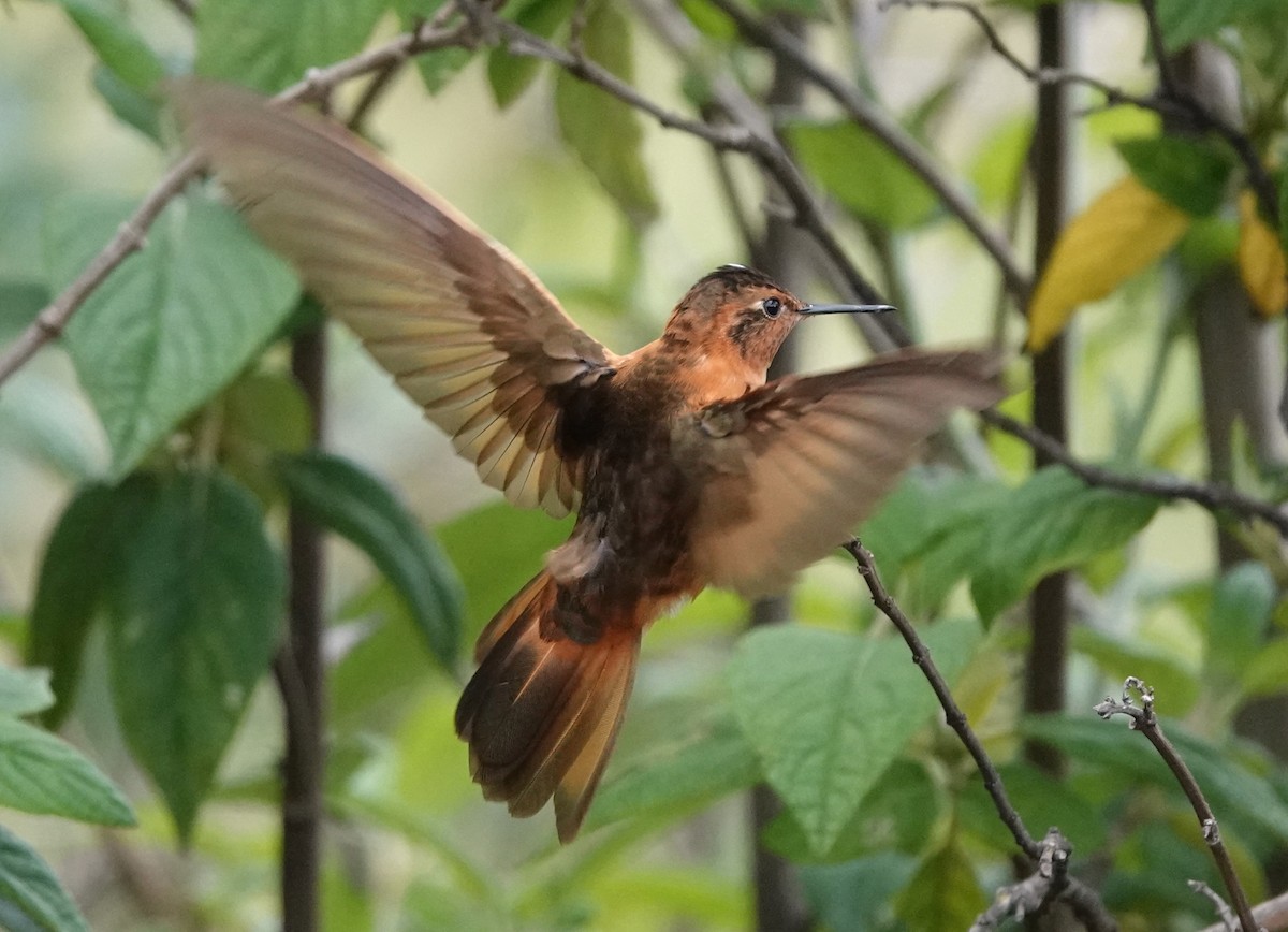kolibřík duhovohřbetý - ML615834819