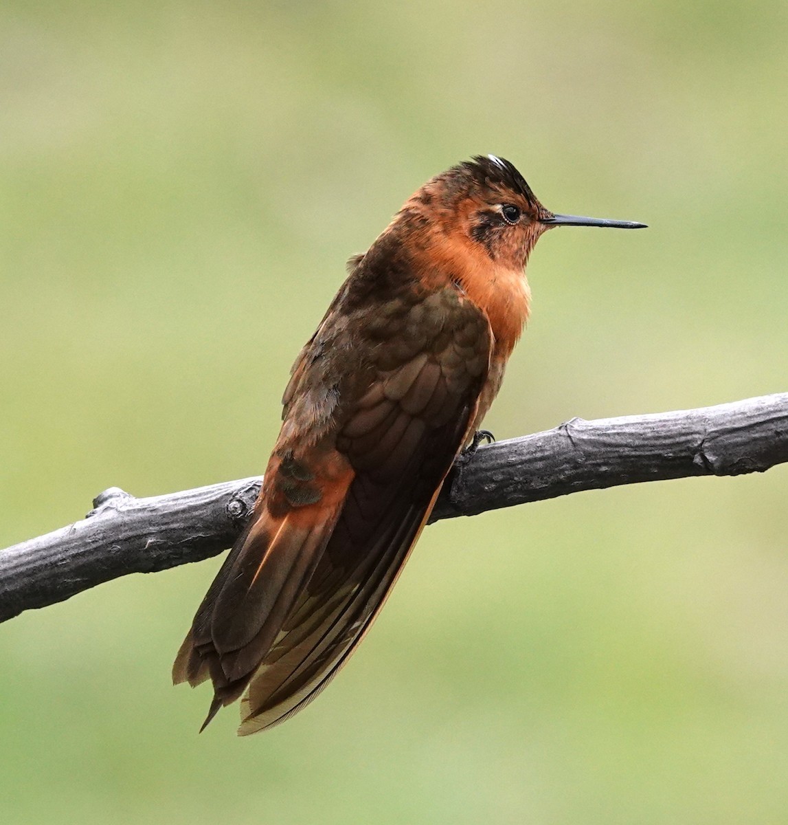 kolibřík duhovohřbetý - ML615834842