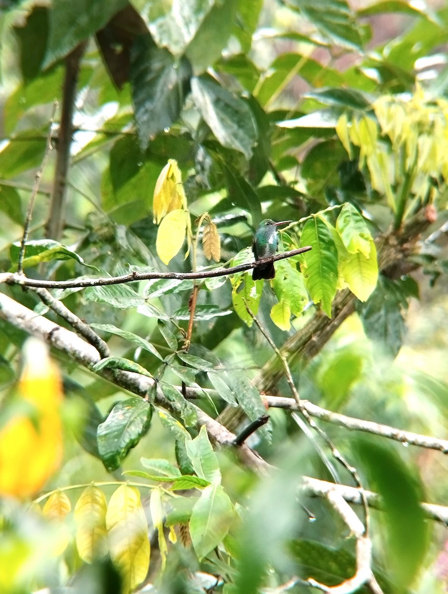kolibřík zrcadlový - ML615834947