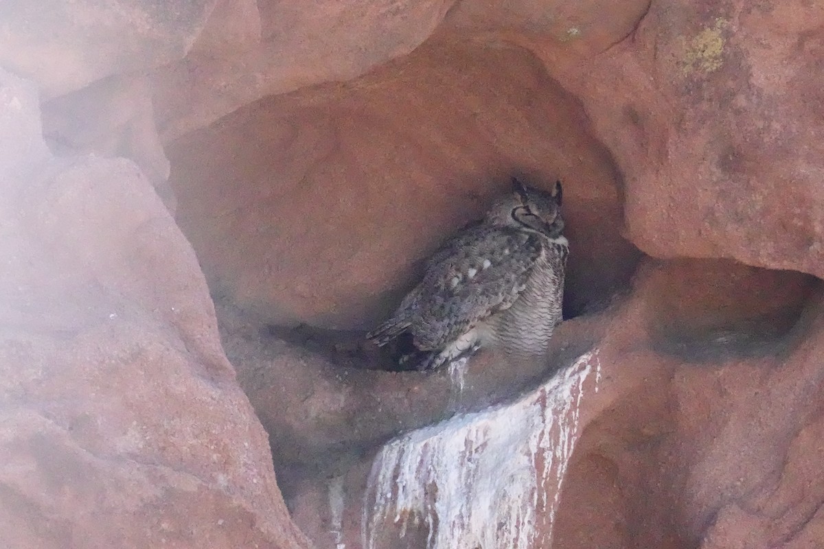 Great Horned Owl - ML615834990