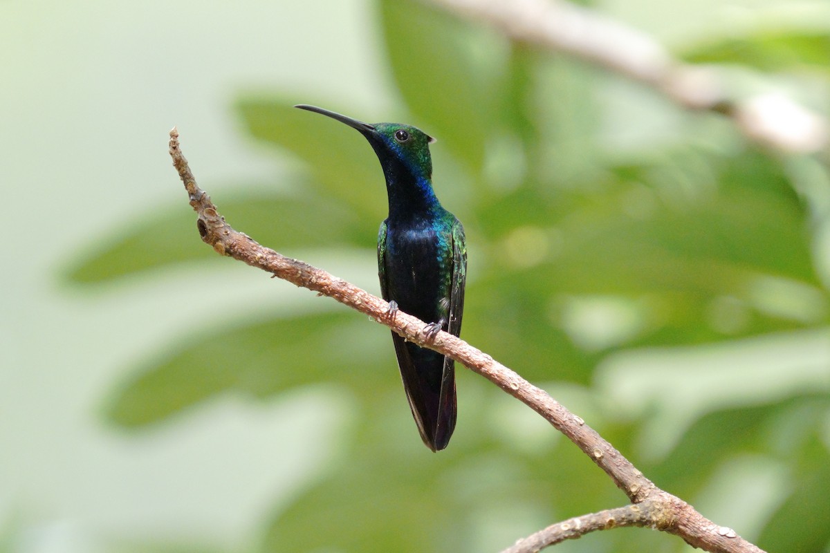 kolibřík tropický - ML615835051
