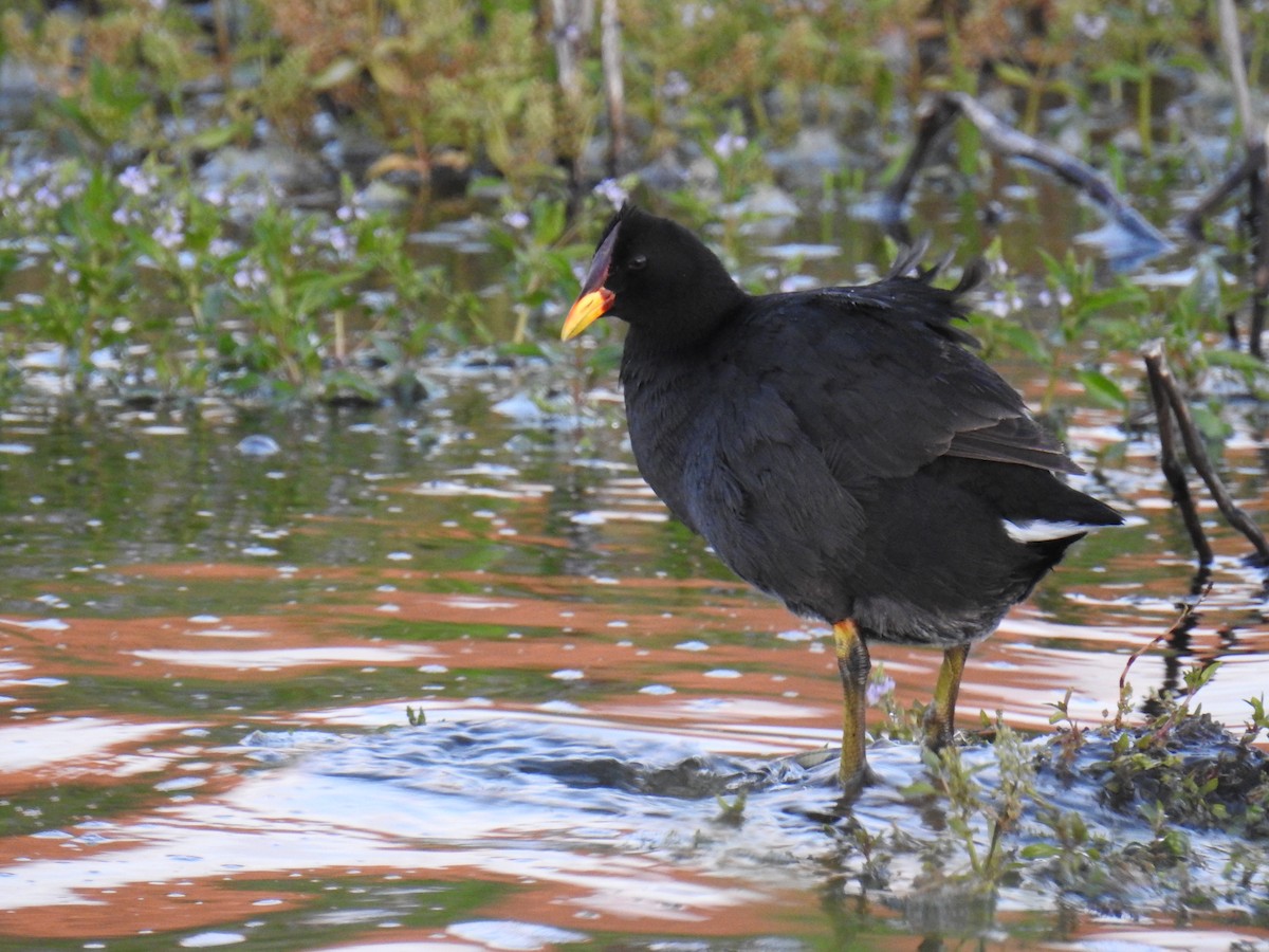 Red-fronted Coot - ML615835173