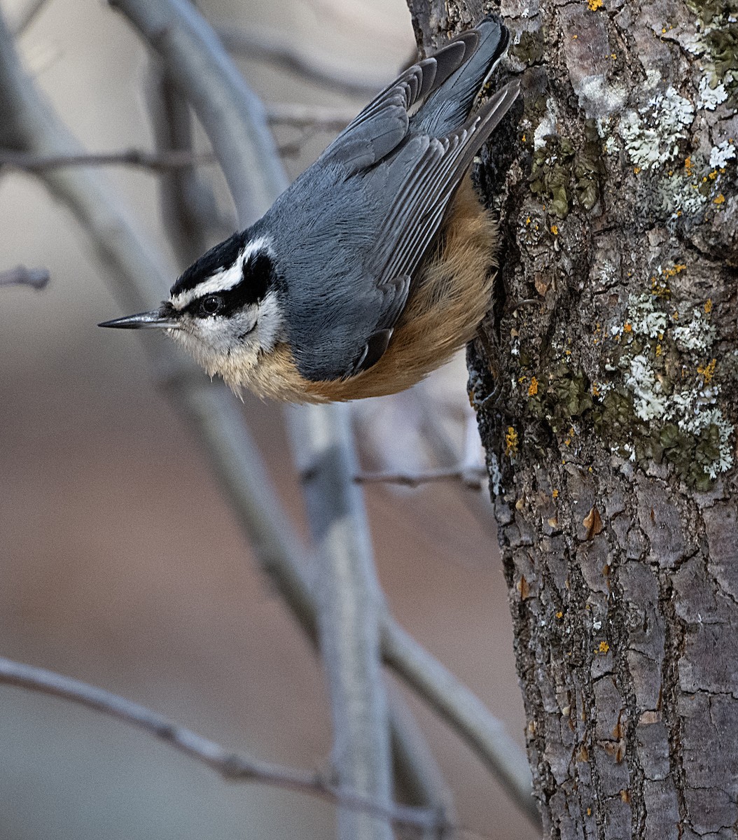 Red-breasted Nuthatch - ML615835221
