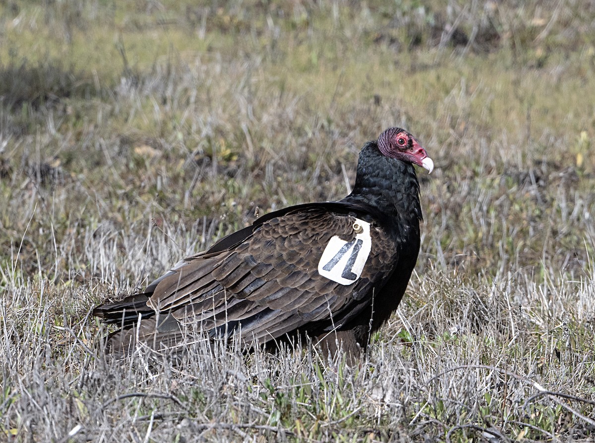 Turkey Vulture - ML615835331