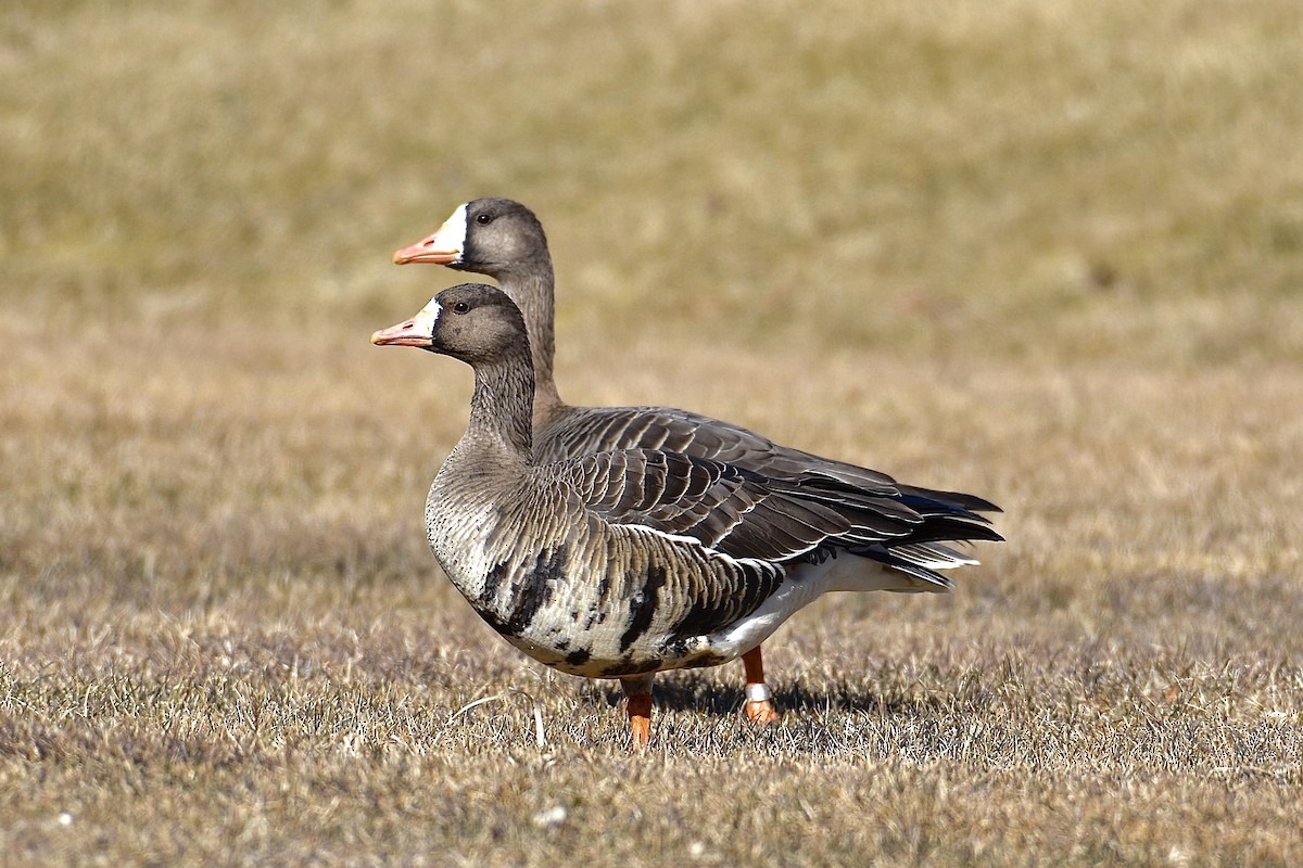 Greater White-fronted Goose - ML615835346