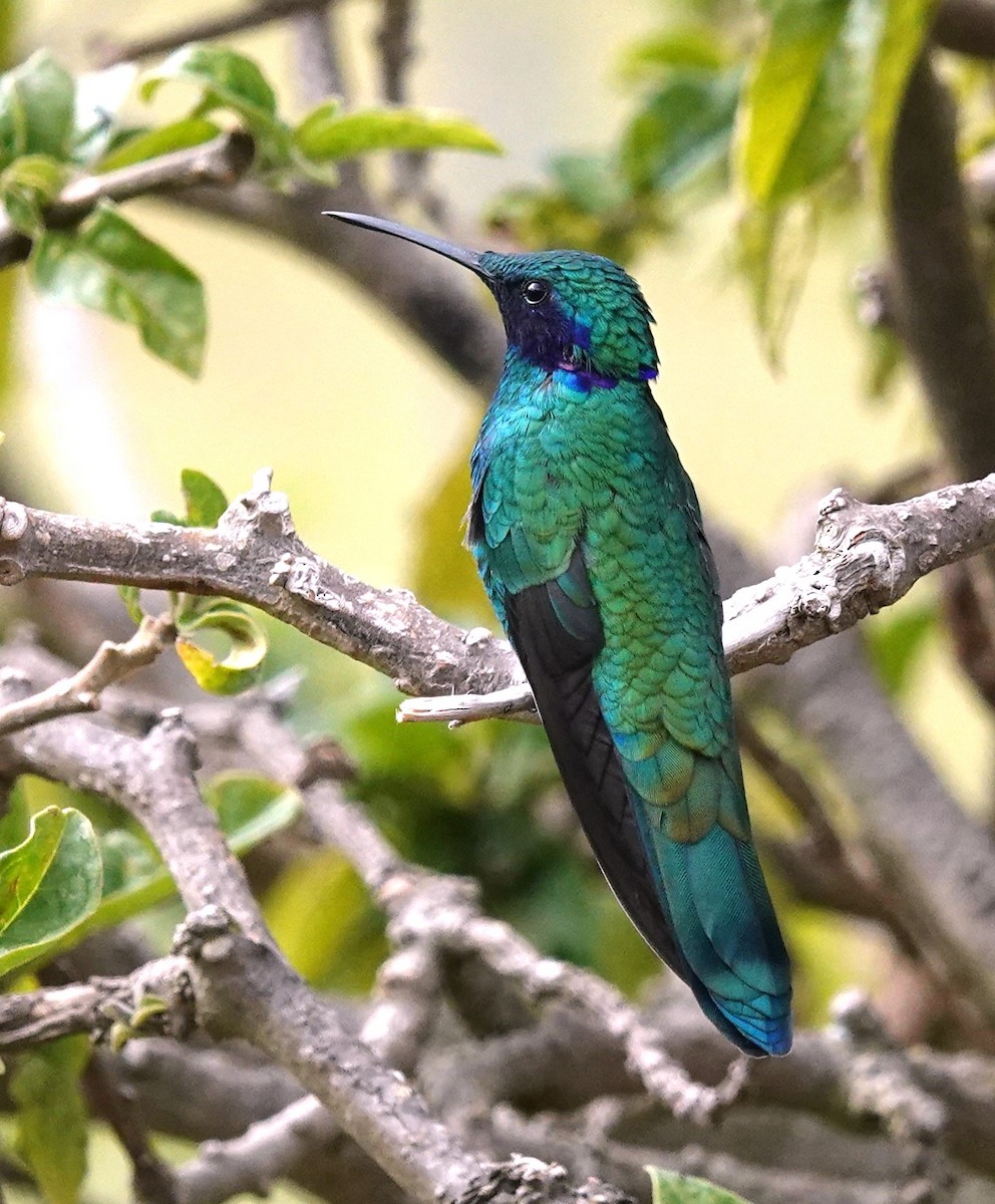kolibřík modrolící - ML615835427