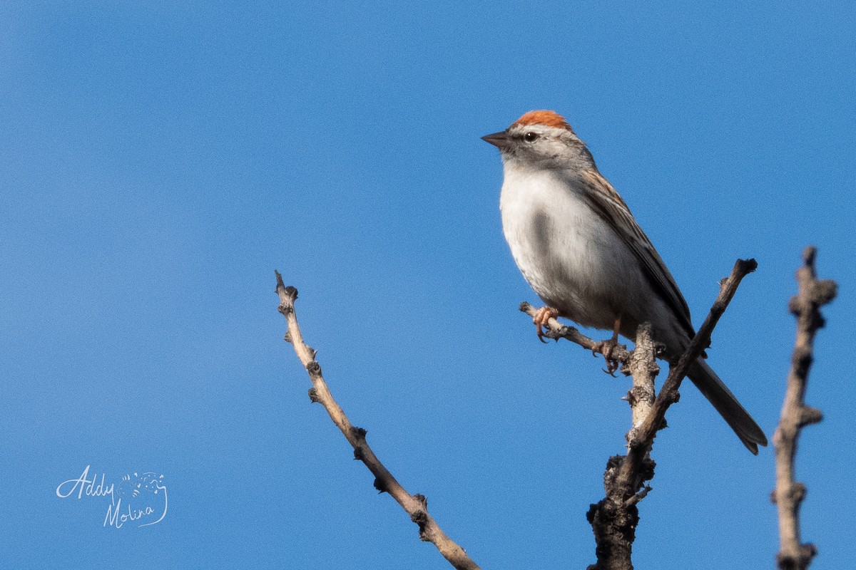 Chipping Sparrow - ML615835501