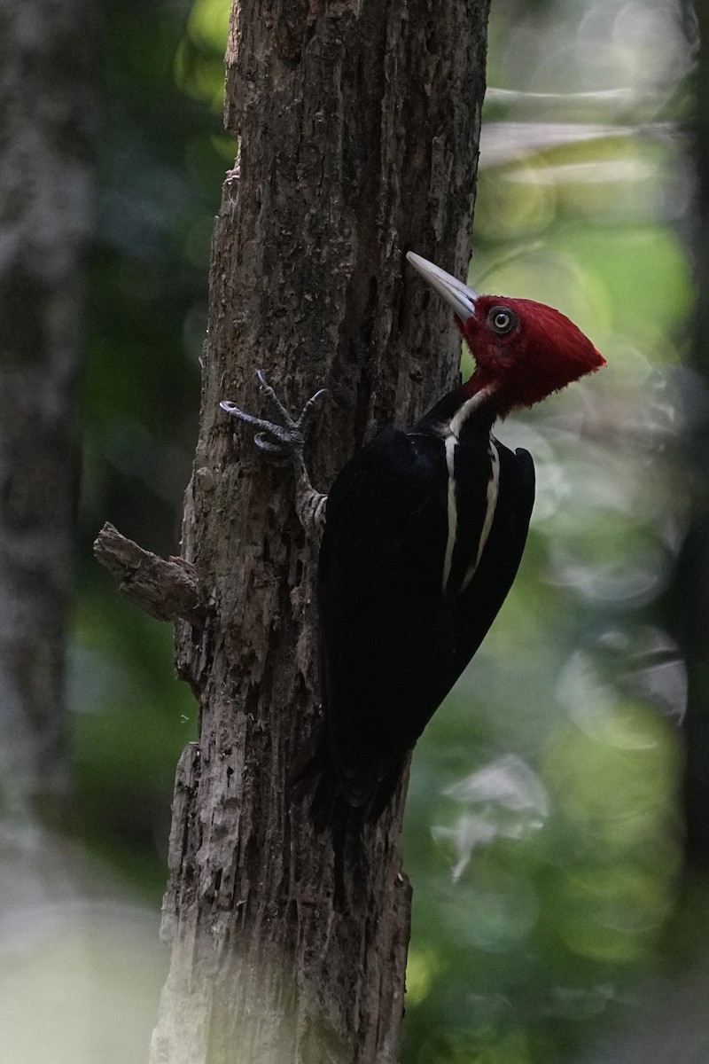 Pale-billed Woodpecker - ML615835583