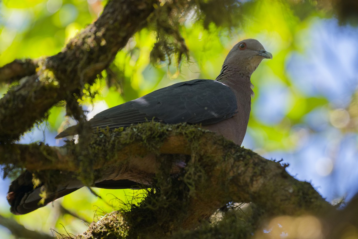 Sri Lanka Wood-Pigeon - ML615835624