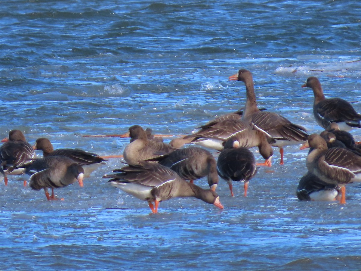 Greater White-fronted Goose - ML615835666