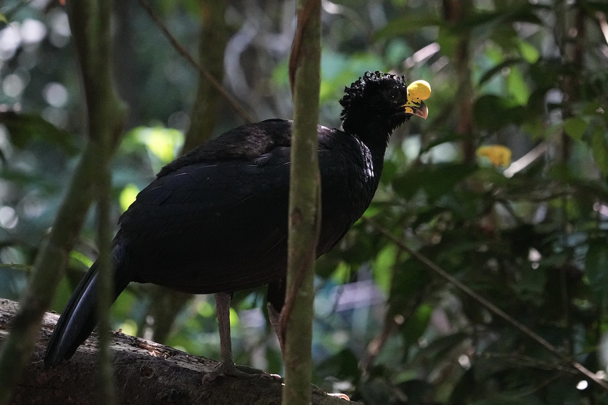 Great Curassow - Christopher Carlson