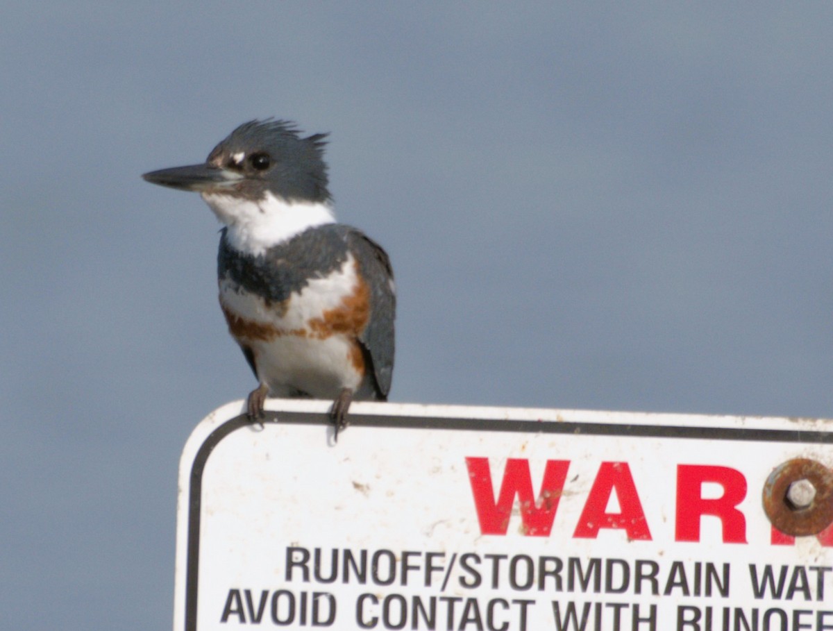 Belted Kingfisher - ML615835703
