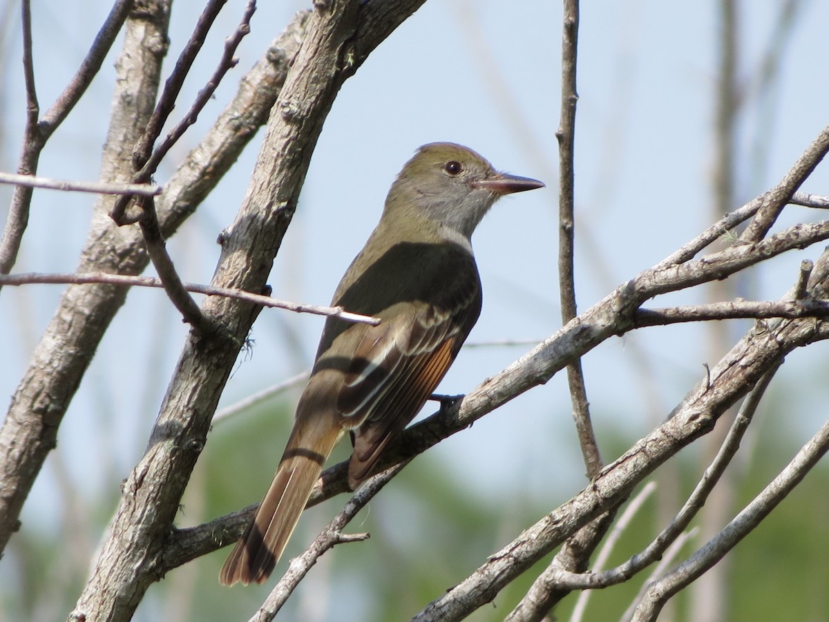 Great Crested Flycatcher - ML615835721