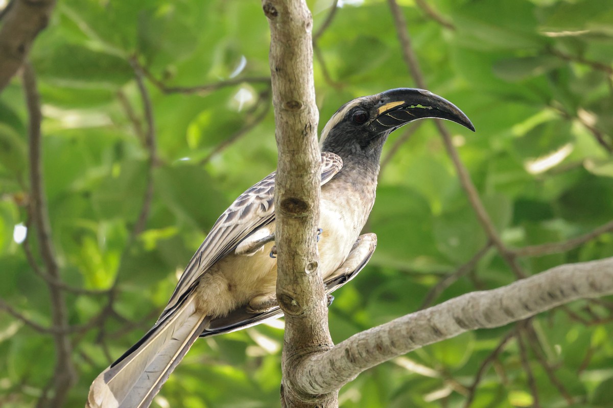 African Gray Hornbill - Louis Hebert