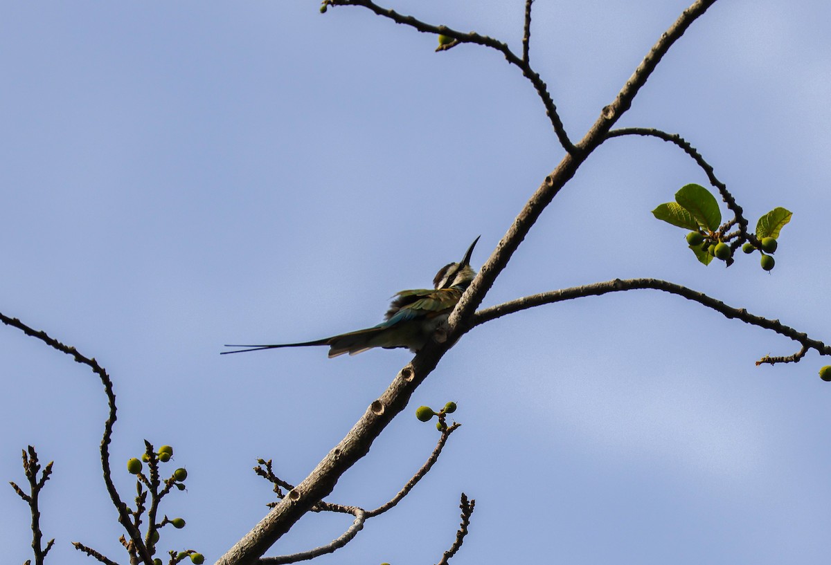 White-throated Bee-eater - Louis Hebert