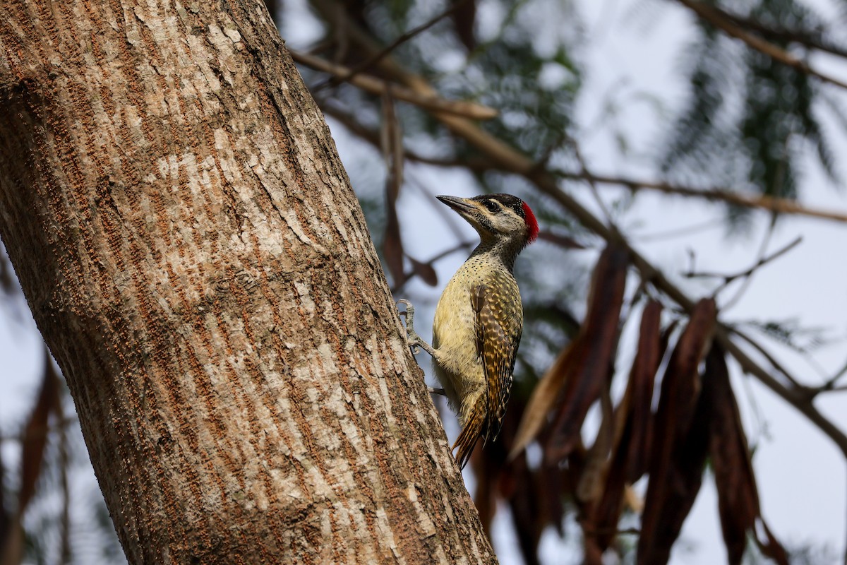 Buff-spotted Woodpecker - ML615835879