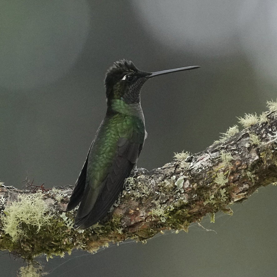 Talamanca Hummingbird - ML615835890