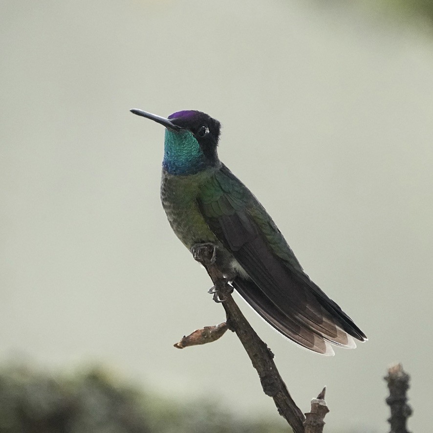 Talamanca Hummingbird - ML615835896