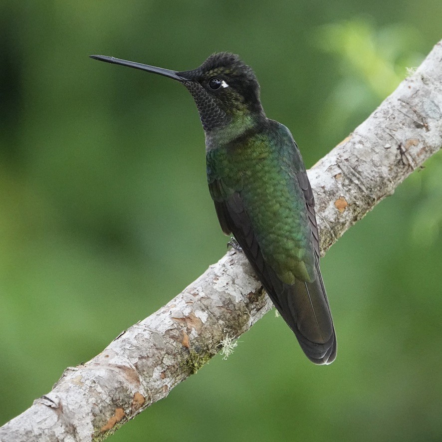 Talamanca Hummingbird - ML615835907