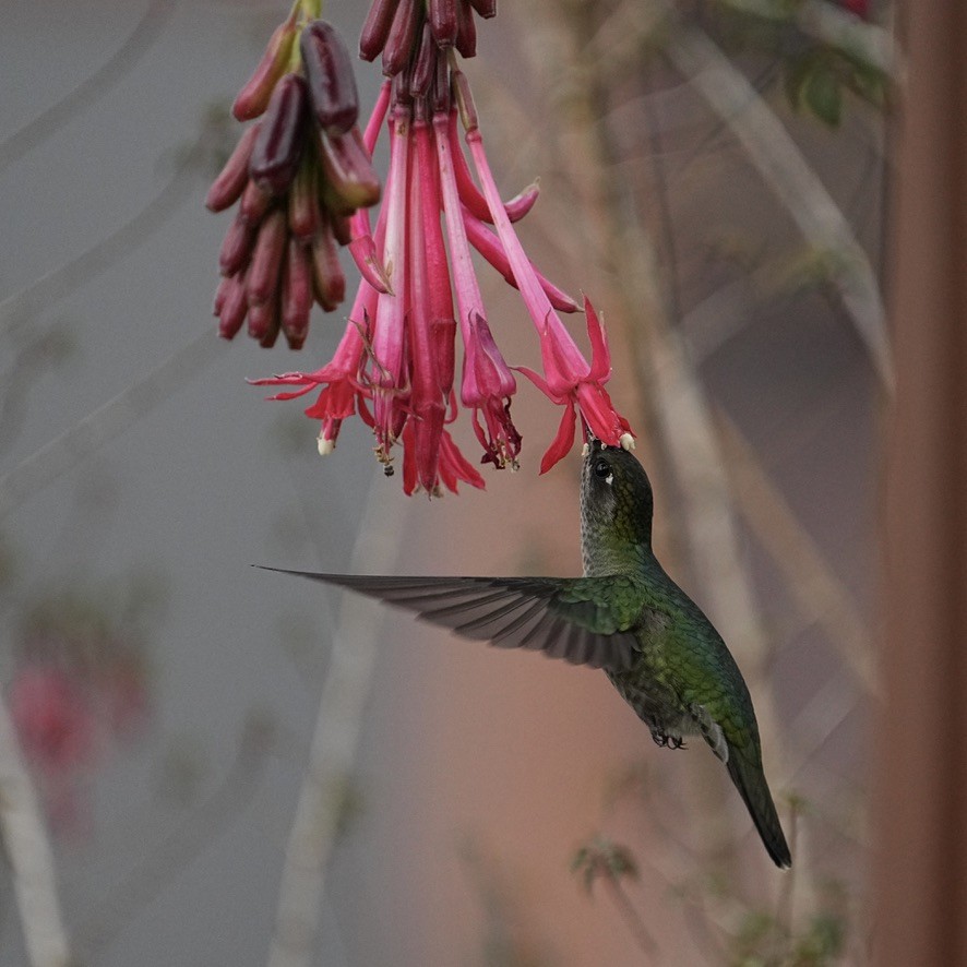 Talamanca Hummingbird - ML615835959