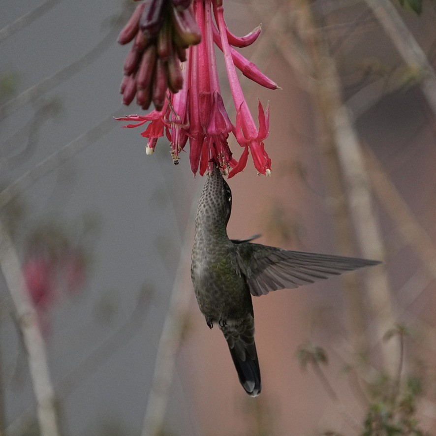 Talamanca Hummingbird - ML615835960