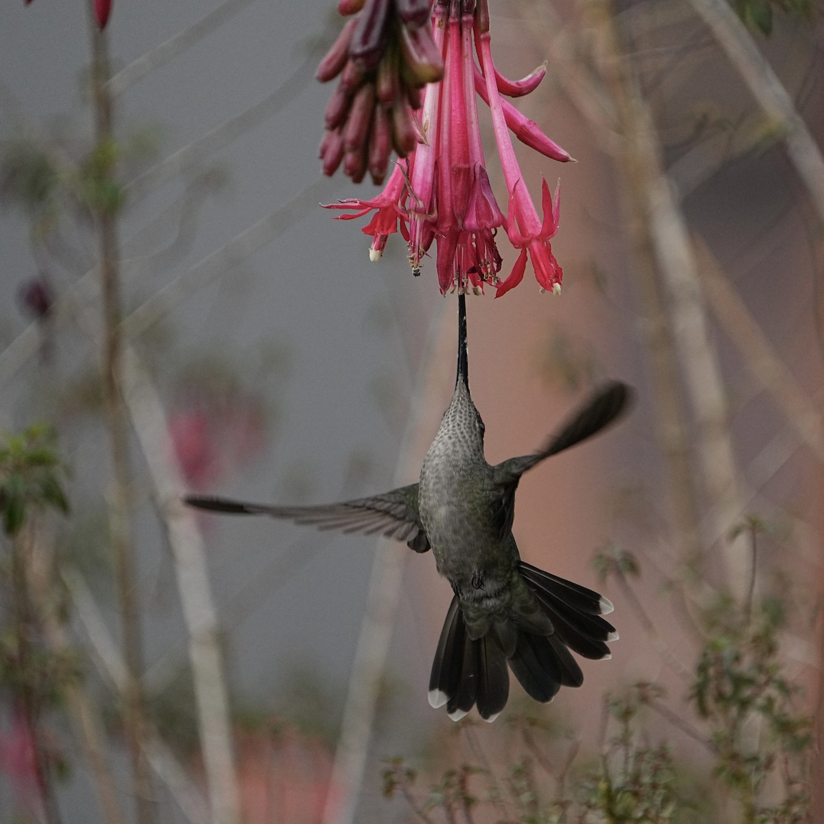 Talamanca Hummingbird - ML615835961