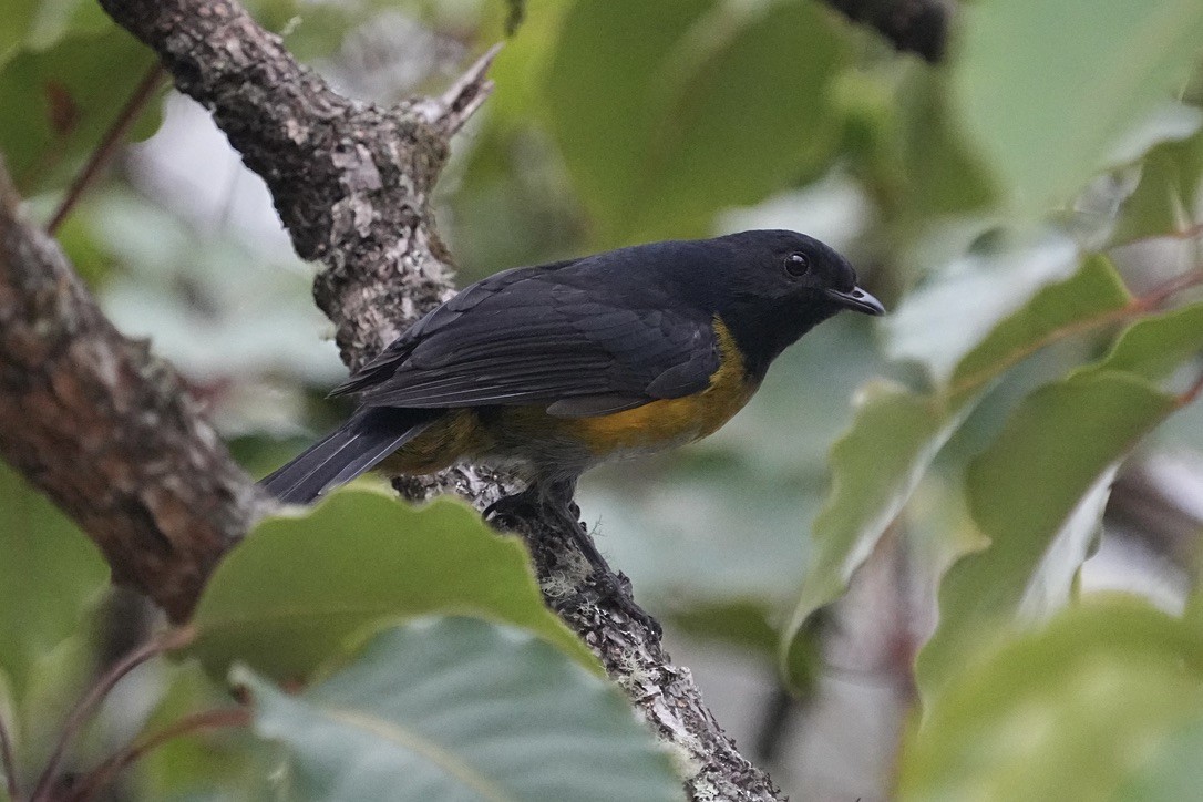 Black-and-yellow Silky-flycatcher - ML615836024