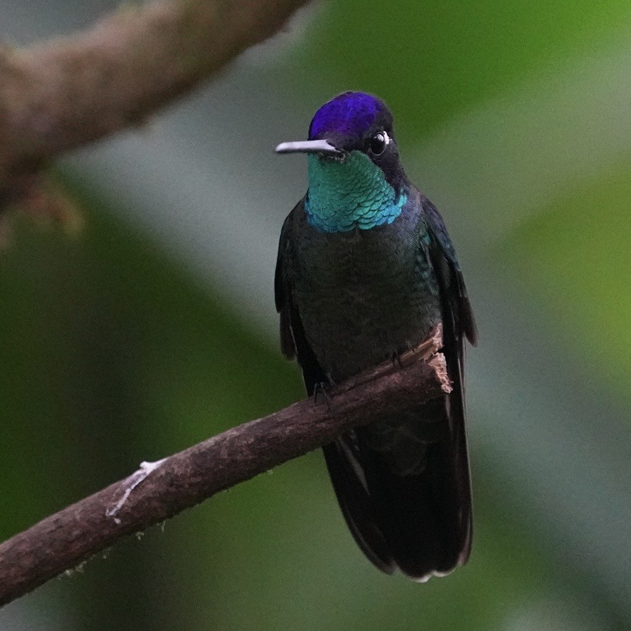 Talamanca Hummingbird - ML615836032