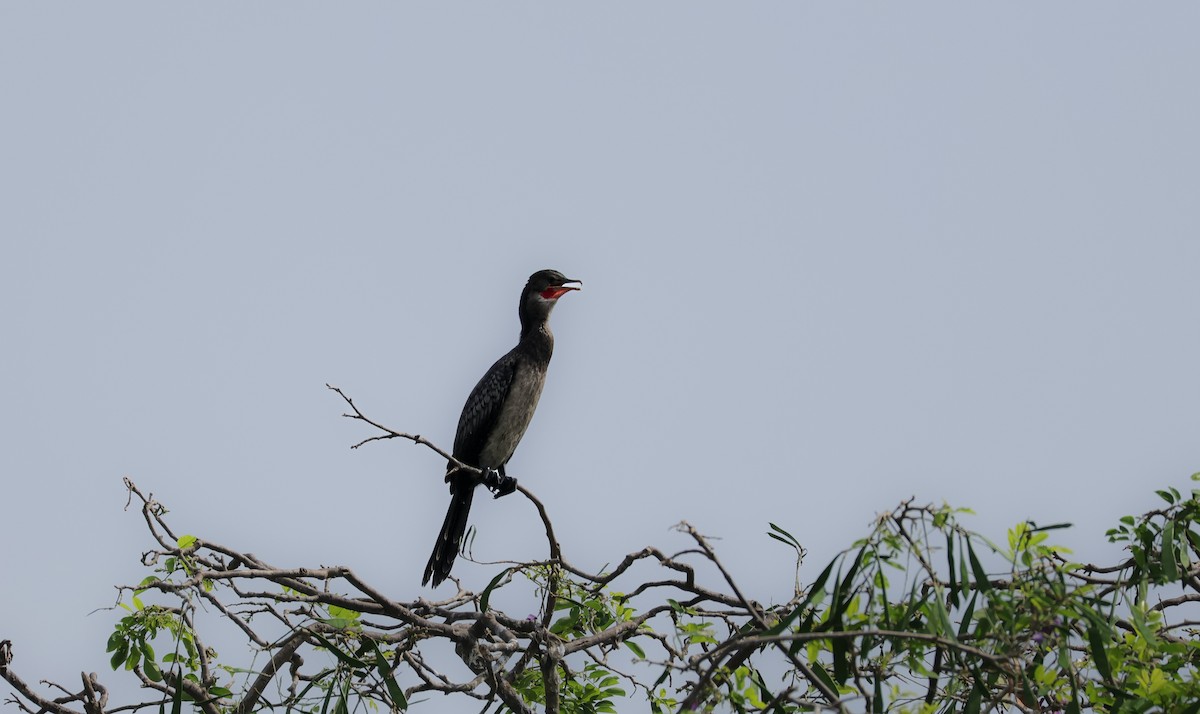 Long-tailed Cormorant - Louis Hebert