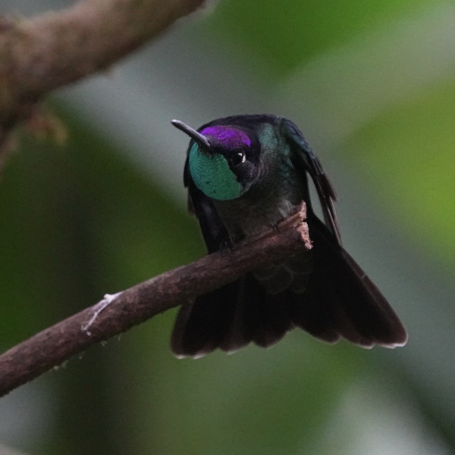 Talamanca Hummingbird - ML615836035