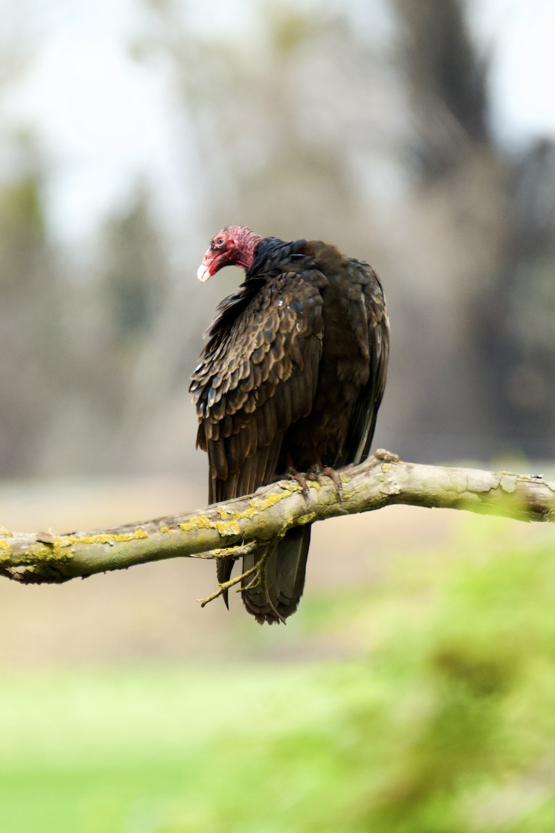 Turkey Vulture - ML615836157