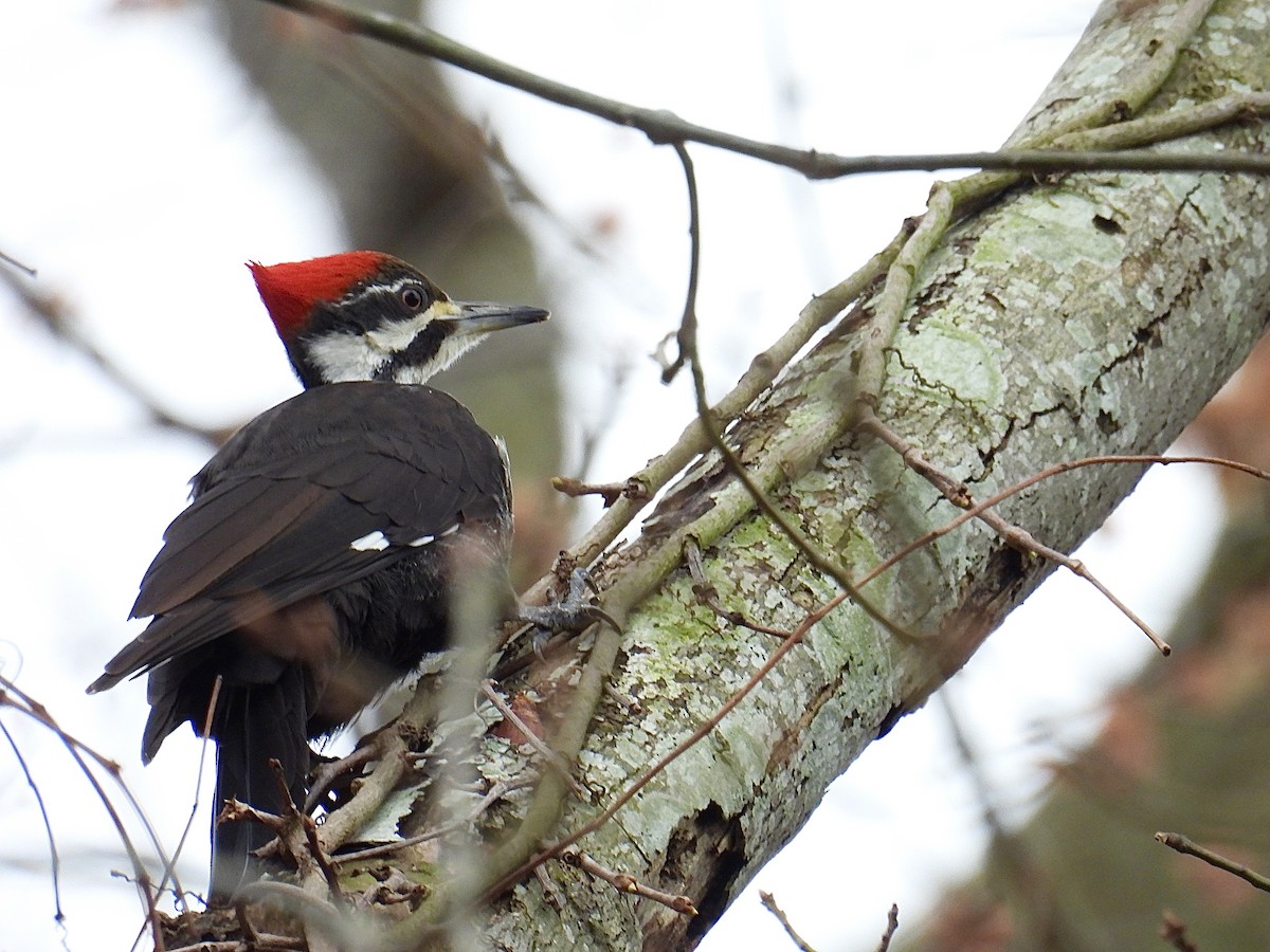 Pileated Woodpecker - ML615836185